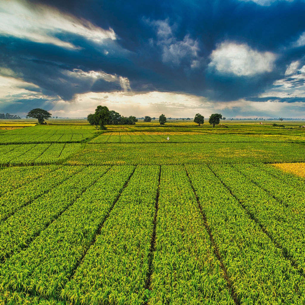 Lush green agricultural fields showcasing sustainable farming